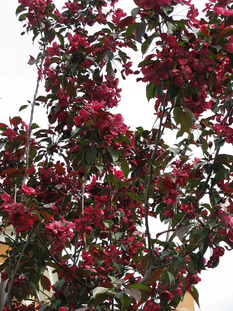 Пурпурная яблоня фото Malus × purpurea - Изображение особи - Плантариум