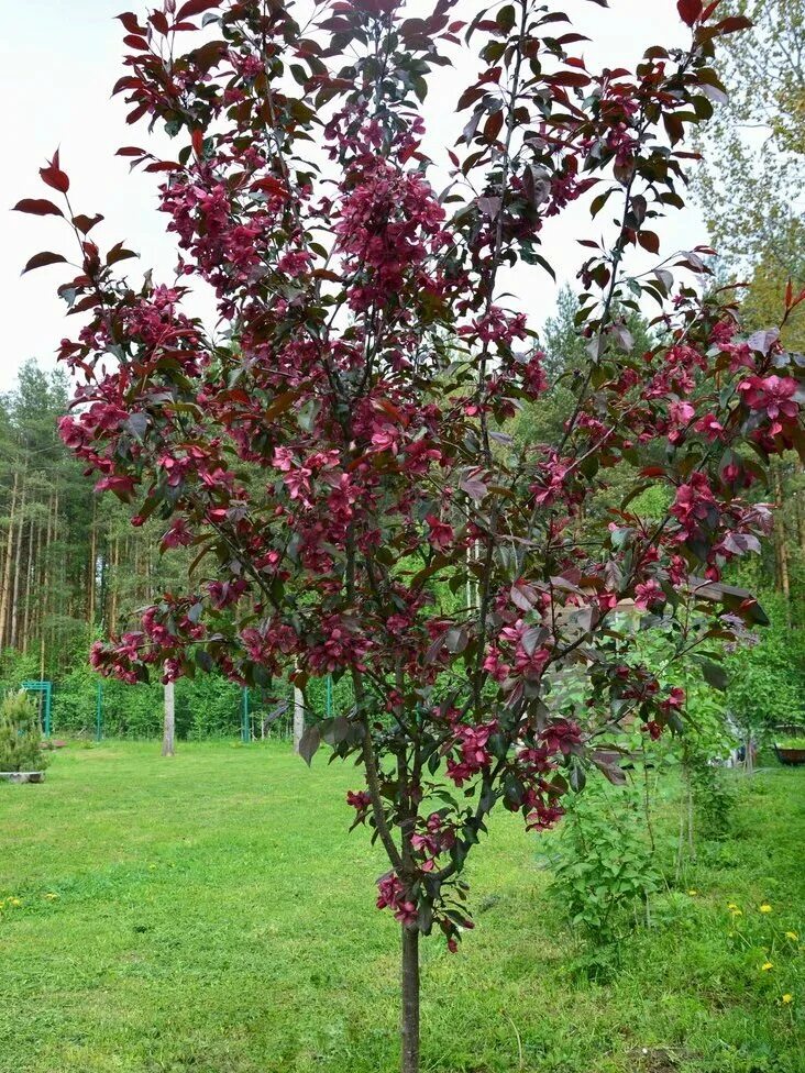 Пурпурная яблоня фото Яблоня ягодная "пурпурная" (Malus baccata)