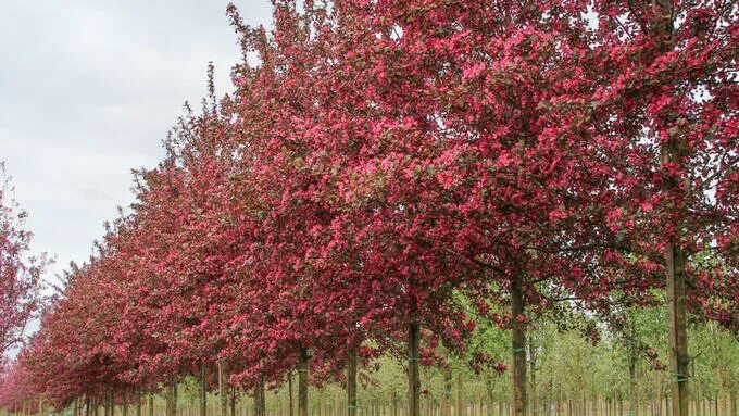 Пурпурная яблоня фото Malus Vittch`s Scarlet Яблоня декоративная. Луковицы, рассада и саженцы