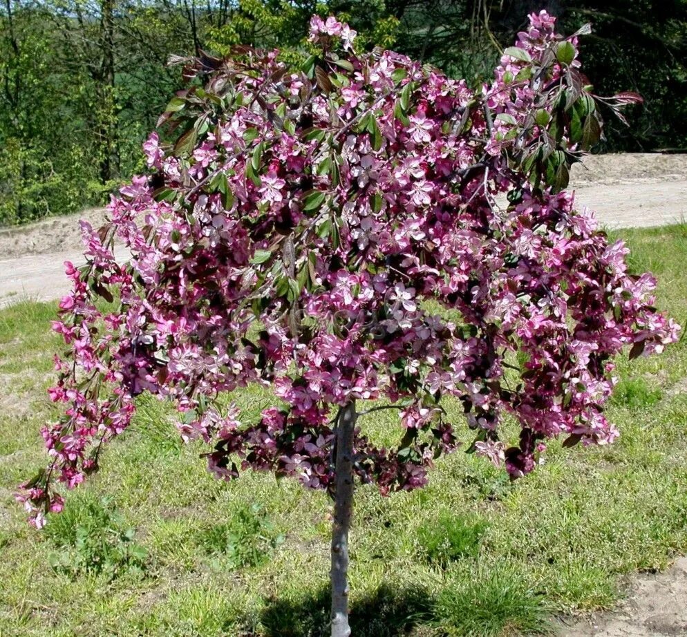 Пурпурная яблоня фото Яблоня Чилс Випинг: купить саженцы Malus Cheal's Weeping в Москве по цене 12000 