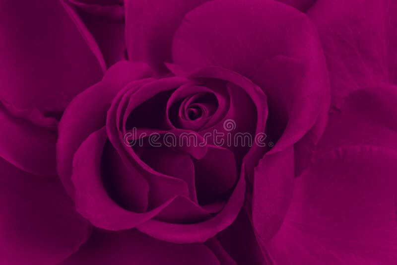 Пурпурно розовый фото 1,743,161 Rose Rose стоковые фото - бесплатные и стоковые фото RF от Dreamstime 