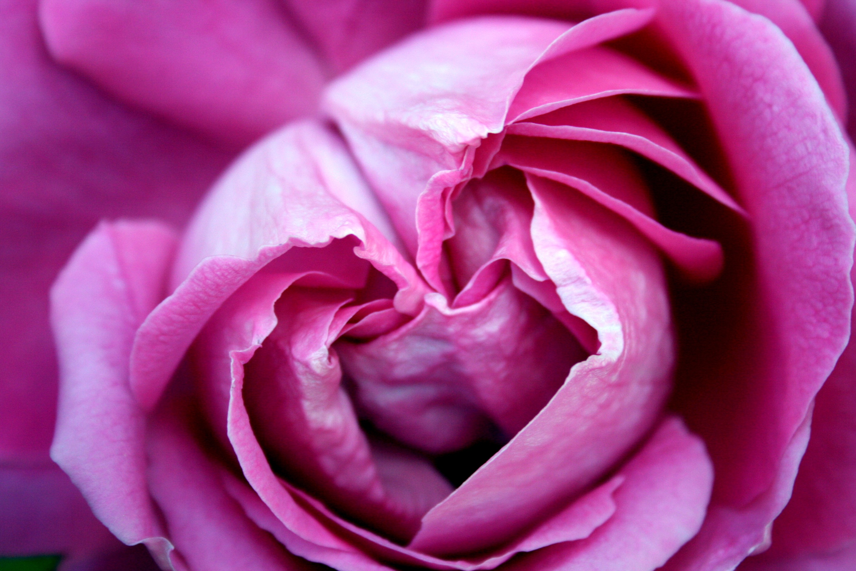 Пурпурно розовый фото Free Images : flower, purple, petal, pink, close up, floribunda, macro photograp