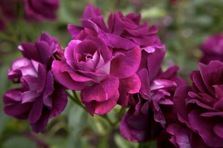 Пурпурно розовый фото Pin on Roses Shrub roses, Purple roses, Rose