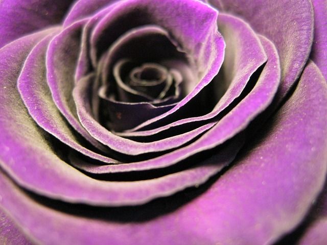 Пурпурно розовый фото Rose Blossom Violet - Free photo on Pixabay Violet flower, Purple roses, Bloomin