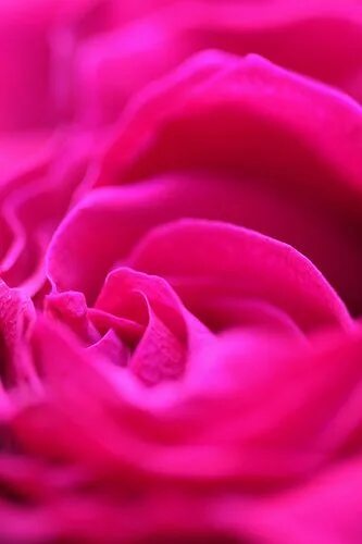 Пурпурно розовый цвет фото 10 Perfect Pictures For Valentine’s Day Tickled pink, Pink color, Everything pin