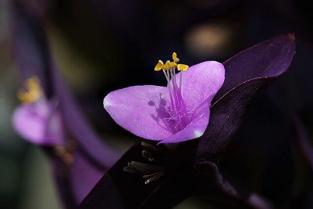 Пурпурное сердце цветок фото File:Purple Heart flowers.jpg - Wikimedia Commons