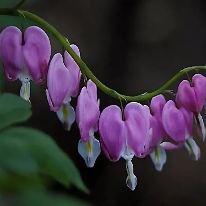 File:Purple Heart flower closeup.jpg - Wikimedia Commons