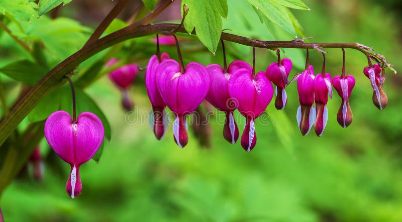 Пурпурное сердце цветок фото 3,036 Dicentra стоковые фото - бесплатные и стоковые фото RF от Dreamstime