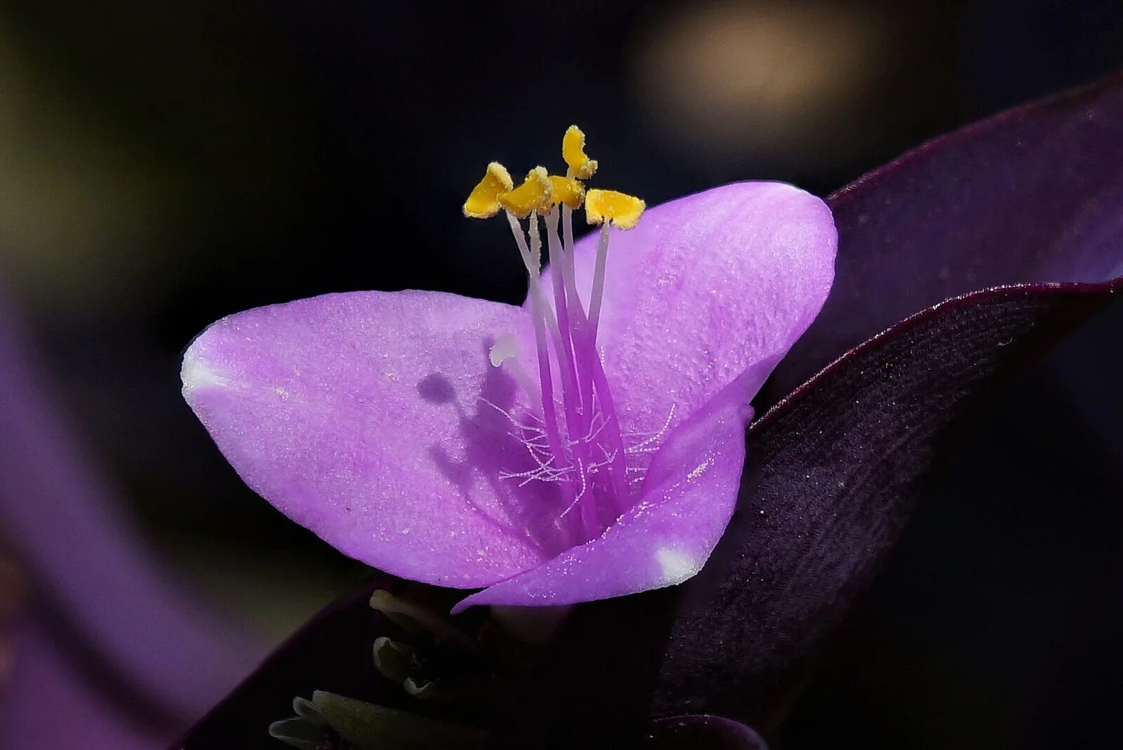 Пурпурное сердце цветок фото File:Purple Heart flower closeup.jpg - Wikimedia Commons