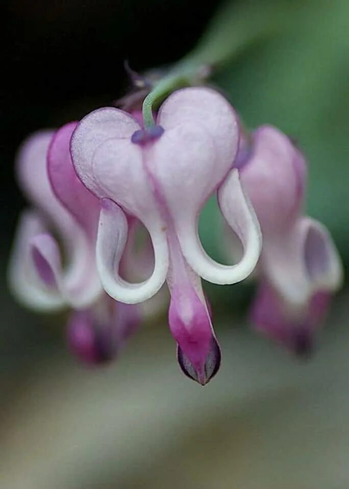 Пурпурное сердце цветок фото Amazon.com: White Bleeding Heart Plant