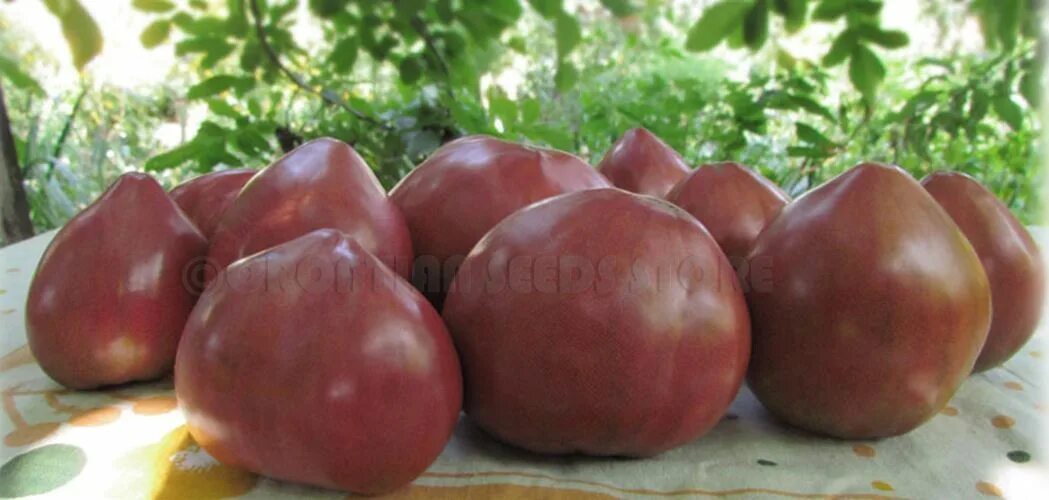 Пурпурное сердце томат описание сорта характеристика фото CHEROKEE PURPLE HEART Tomato Cherokee purple, Organic vegetable seeds, Growing o