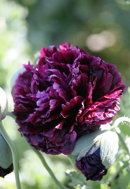 Пурпурные пионы фото Papaver 'Black Peony' Flower seeds, Beautiful flowers, Pretty flowers