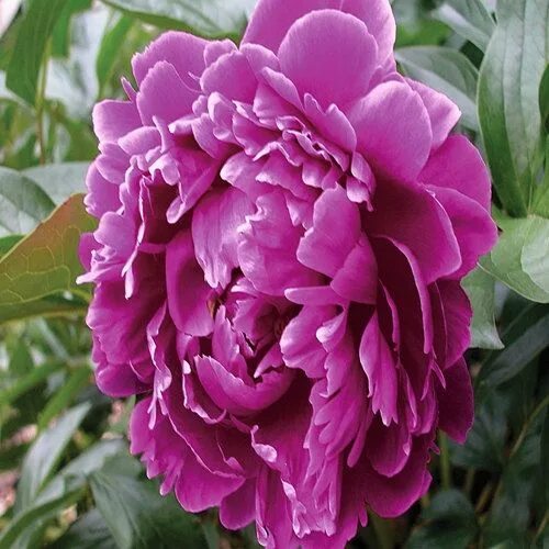 Пурпурные пионы фото 100+ Peony Purple Poppy Flower Seeds , Under The Sun Seeds Poppy flower seeds, F