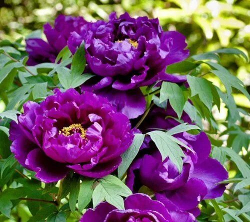 Пурпурные пионы фото Peony suffruticosa Japanese tree peony Dark Purple in 2023 Flowers perennials, F