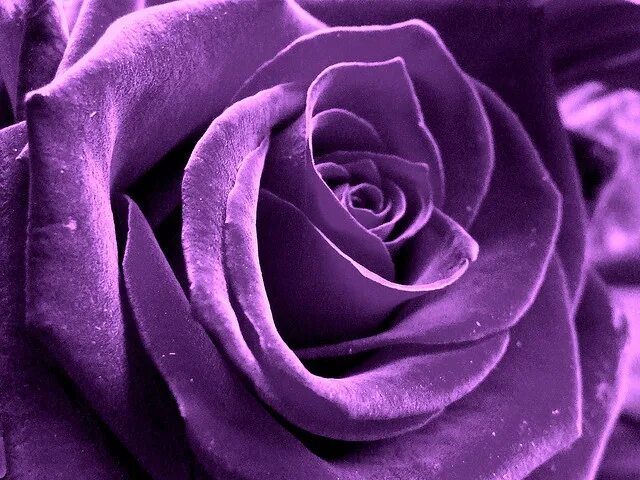 Пурпурный цвет фото цветов Velveteen Purple roses, Beautiful flowers, Beautiful rose flowers