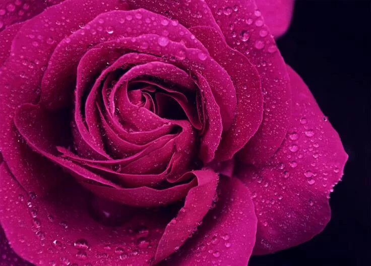 Пурпурный цвет фото цветов Purple Roses Wallpapers Purple roses wallpaper, Purple roses, Beautiful roses