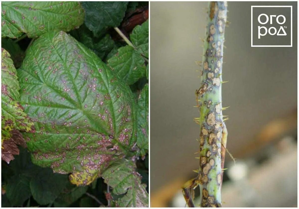 Fruit: Raspberry IPM - Spur Blight Center for Agriculture, Food, and the Environ