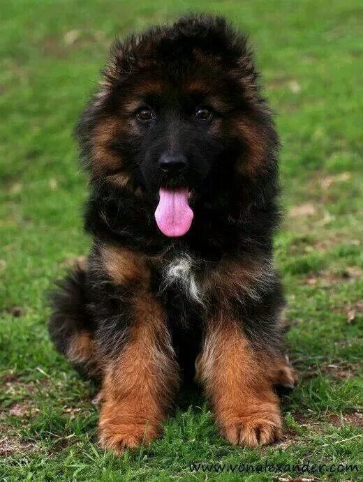 Пушистая овчарка фото GSD Puppy in 2024 German shepherd puppies, Dogs, Dog training