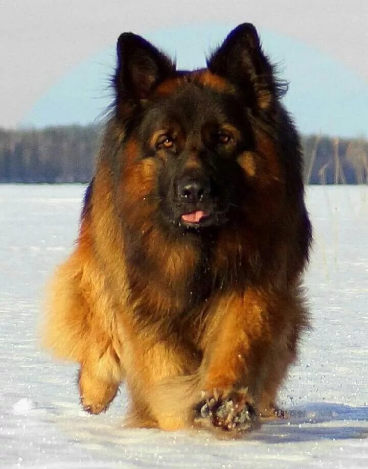 Пушистая овчарка фото Pin on Pastor Alemão German shepherd dogs, Shepherd dog, German shepherd puppies