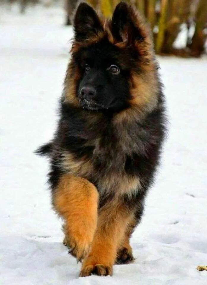 Пушистая овчарка фото GSD Puppy German shepherd dogs, Dogs, Shepherd dog