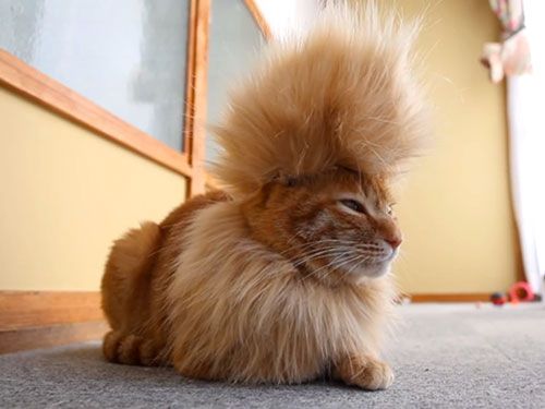 Пушистая прическа Feel-Good Video of the Week: Mohawk Cat in 2023 Cat haircut, Cats, Animals