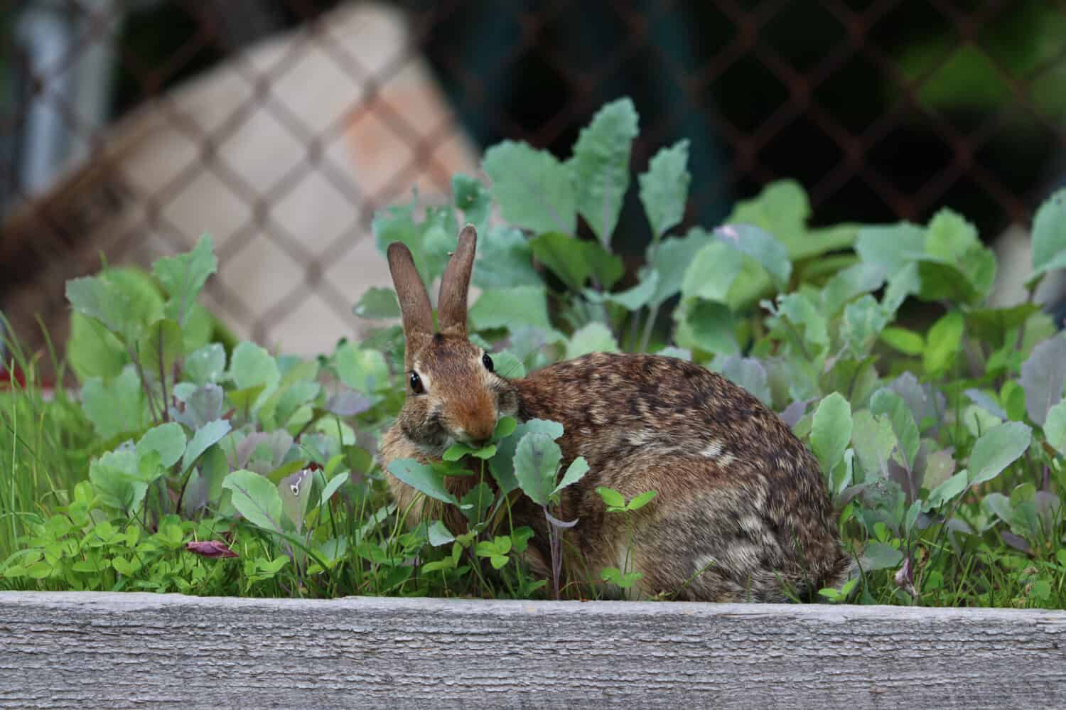 Пушистики восточная ул 3 фото How to Stop Rabbits From Eating Your Plants and Flowers