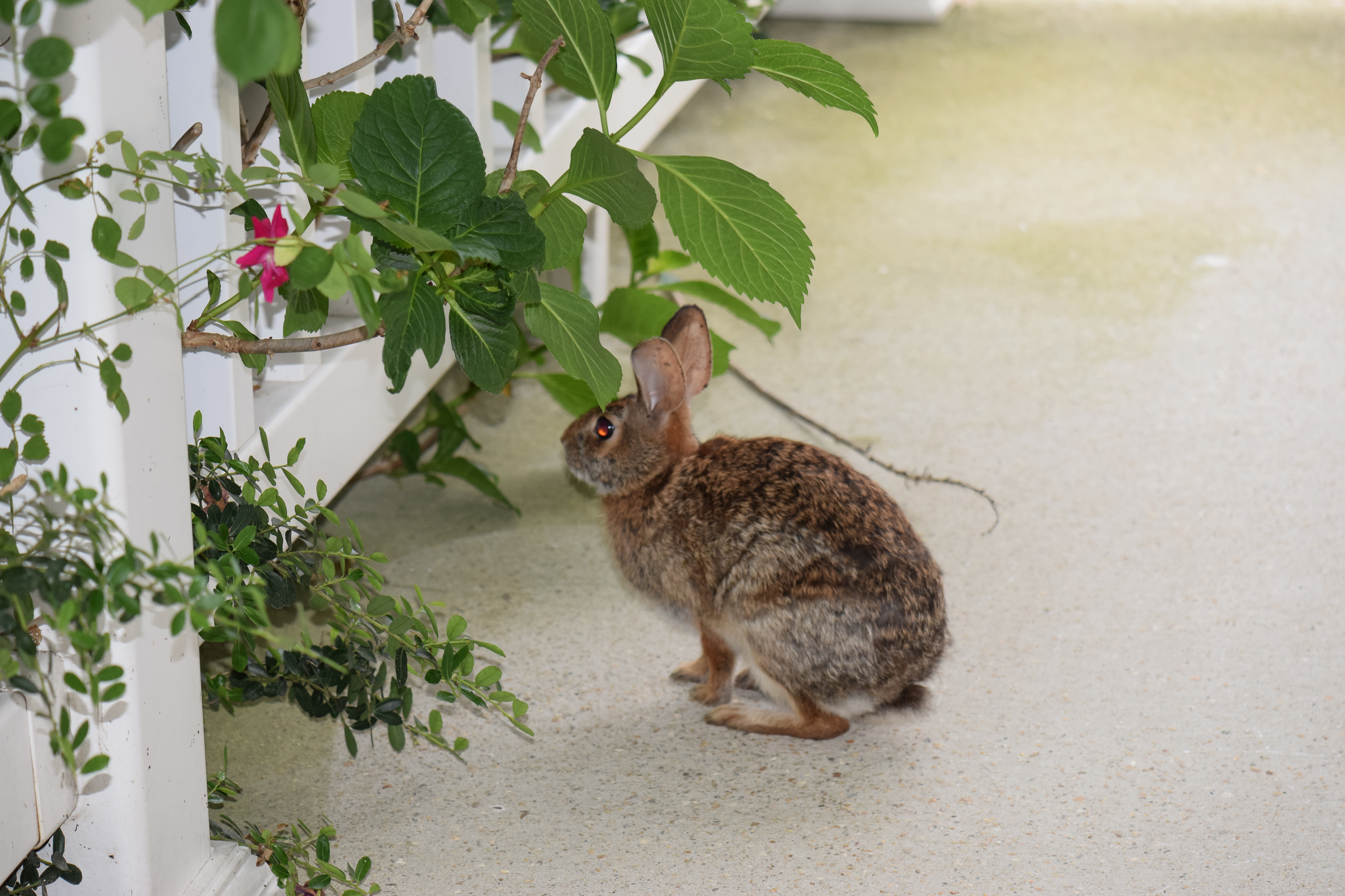 Пушистики восточная ул 3 фото File:Eastern Cottontail Rabbit on porch.jpg - Wikimedia Commons