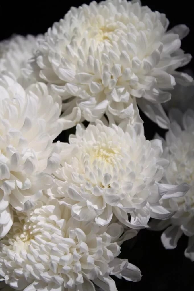 Пушистые хризантемы фото Белые хризантемы White flowers, Chrysanthemum, Chrysanthemum bouquet