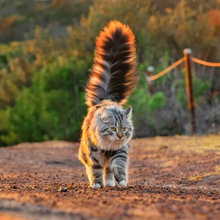 Tall Tail: Michigan Cat with 17-In. Tail Claims World Record