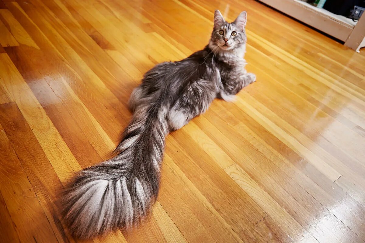 Пушистые хвосты кошек фото Tall Tail: Michigan Cat with 17-In. Tail Claims World Record