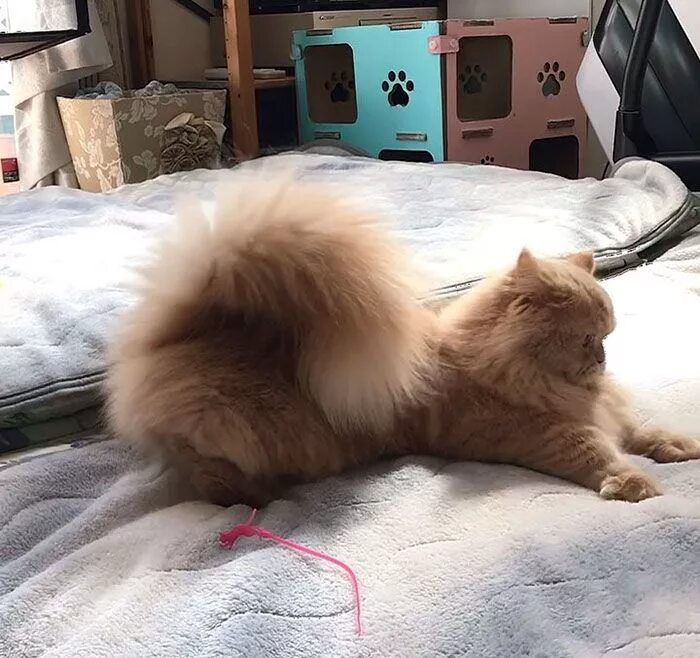 Пушистые хвосты кошек фото This Cat Has A Majestic Fluffy Tail Just Like A Squirrel Napoleon cat, Cats, Cat