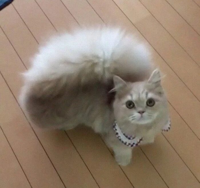 Пушистые хвосты кошек фото This Cat Has A Majestic Fluffy Tail Just Like A Squirrel Munchkin cat, Napoleon 