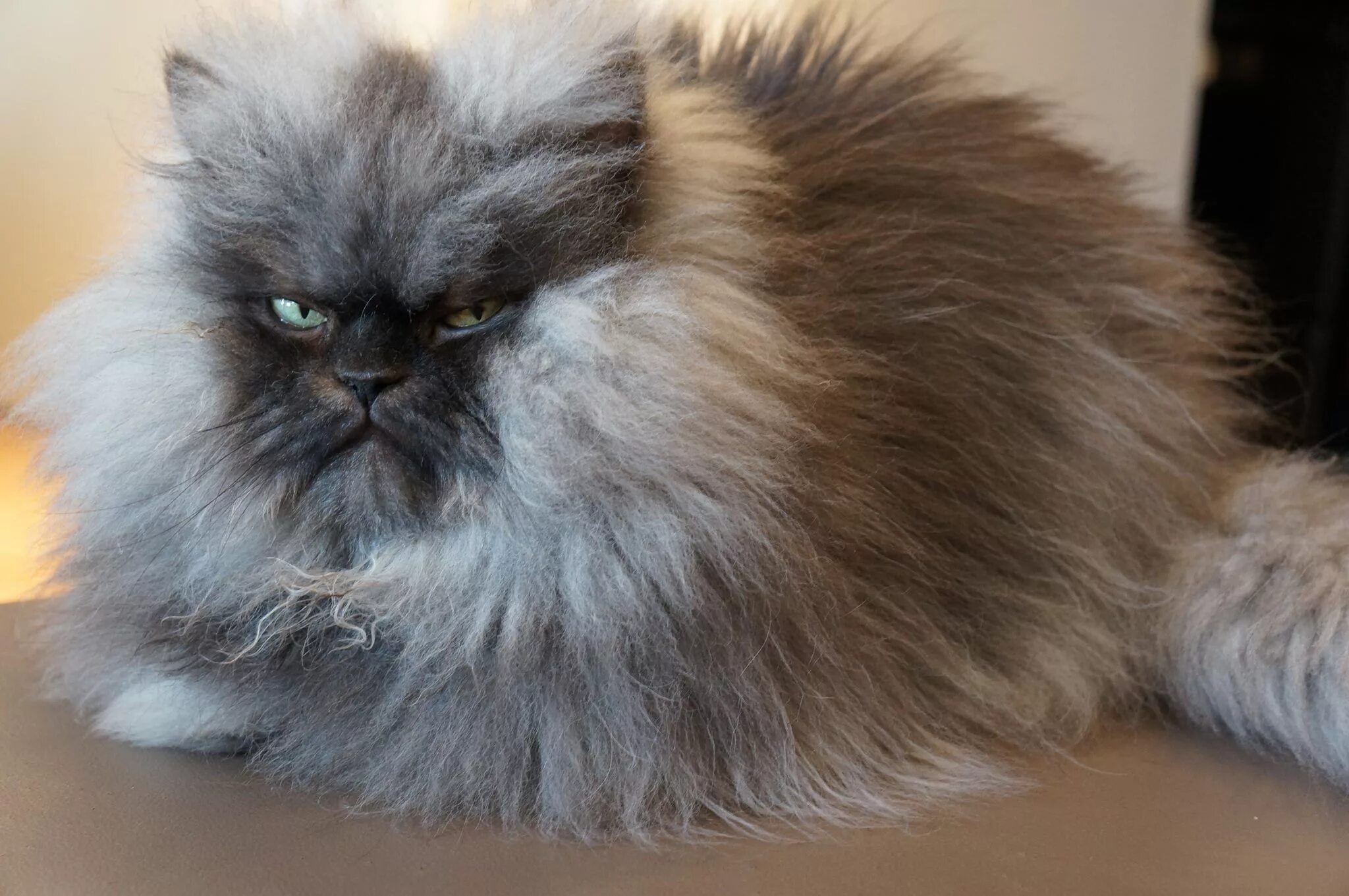 Пушистые кошки фото и названия Colonel Meow (2011-2014), Famous Long-Haired Frowning Cat Fluffy cat, Cats, Cute