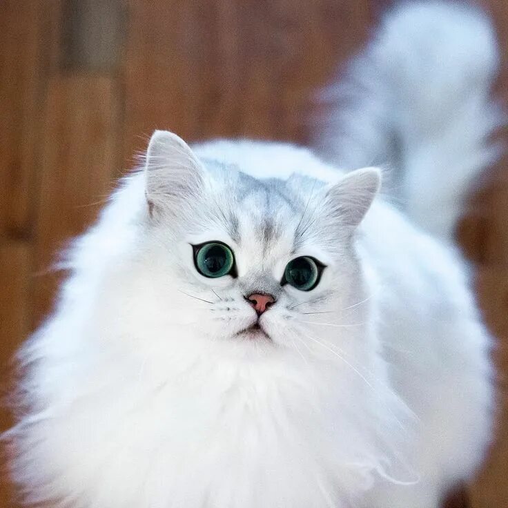 This Fluffy Ragdoll Cat is As Real As it Gets Cats, Kittens, Animals