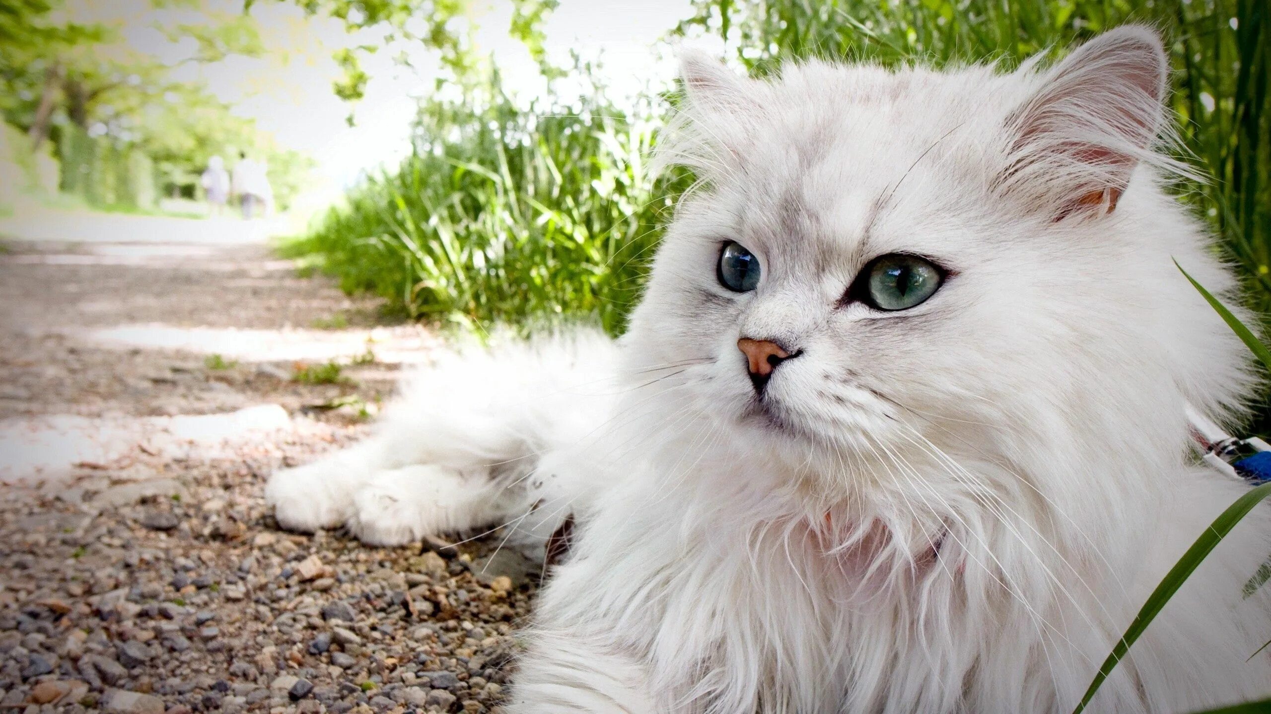 Пушистые котики фото Download wallpaper 2560x1440 cat, fluffy, lie, grass, eyes widescreen 16:9 hd ba