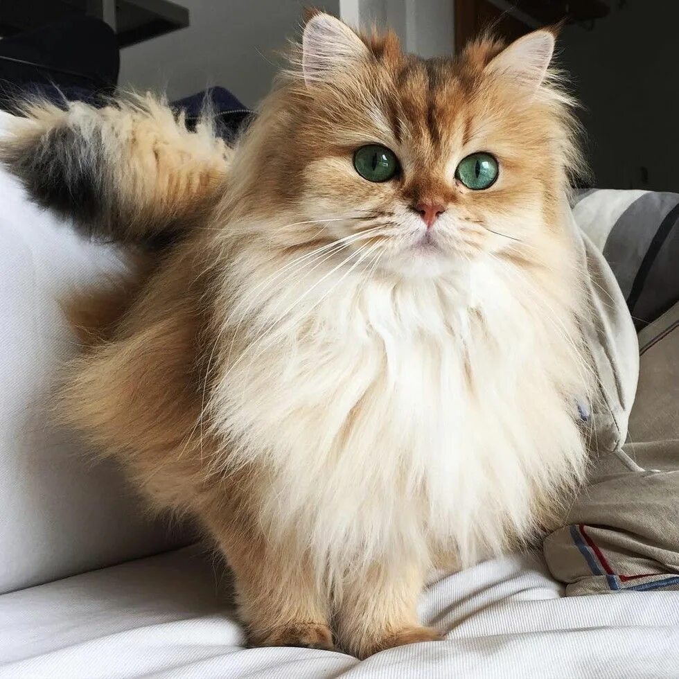 Пушистые котики фото This Magnificently Fluffy Cat Looks Part Fox Gatinhos fofos, Gatos, Gatos legais