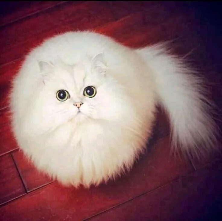 Пушистые котики фото 20 Incredibly Perfect Round Animals That Will Have You Smiling All Day Cats, Cut