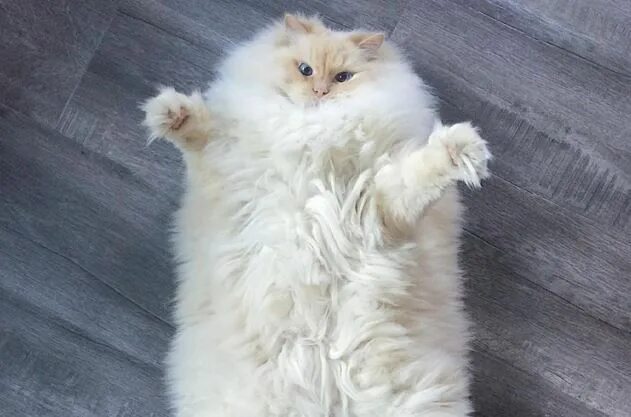 Пушистые котики фото милые This Fluffy Ragdoll Cat is As Real As it Gets Cats, Kittens, Animals