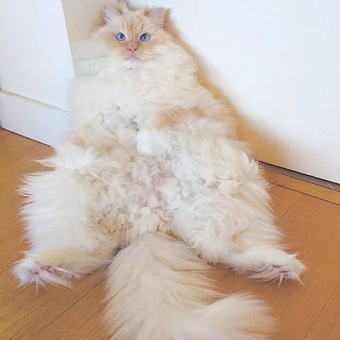 Пушистые котики фото смешные Sky The Cat Is So Fluffy You'll Mistake Him For A Cloud - 3MillionDogs Funny ani