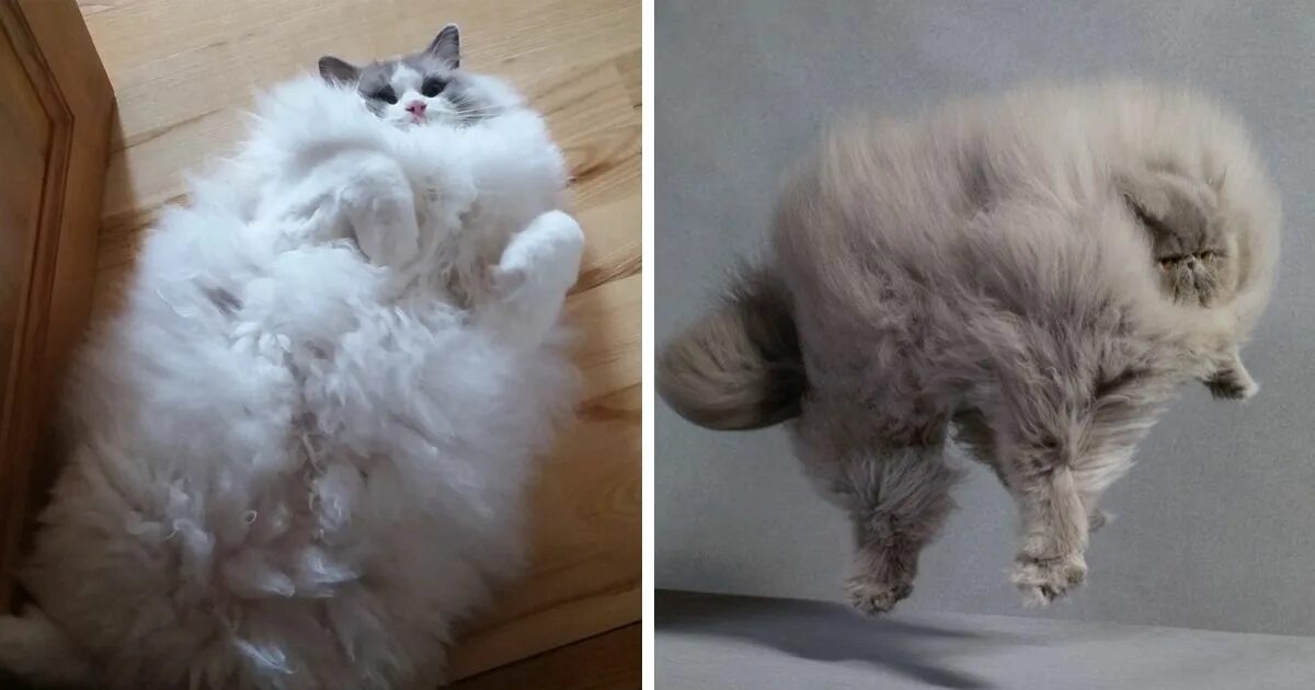 This Fluffy Ragdoll Cat is As Real As it Gets Cats, Kittens, Animals