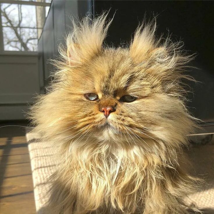 Пушистые котики фото смешные Meet The Persian Cat Barnaby Who Always Looks Like He Didn’t Have His Morning Co