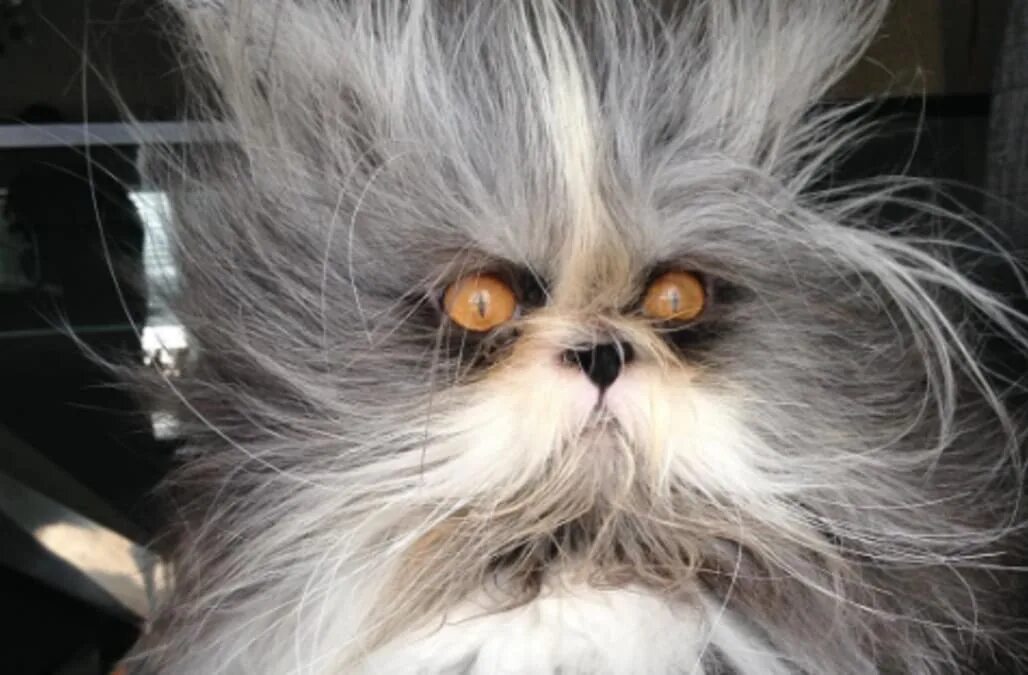 Пушистые котики фото смешные This cat is having a crazier hair day than you -- and he's scarily adorable