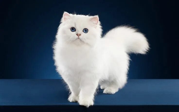 Пушистые котята породы фото и названия Pin by Georgia Krstic on Cats & Kittens! ❤ ️❤ ️❤ Fluffy cat, Fluffy cat breeds, Fl