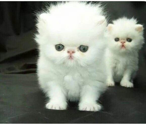 Пушистые котята породы фото и названия Pin by Gönül Zülfikaroğlu on SEVİMLİ MİNİKLER White persian kittens, Persian kit