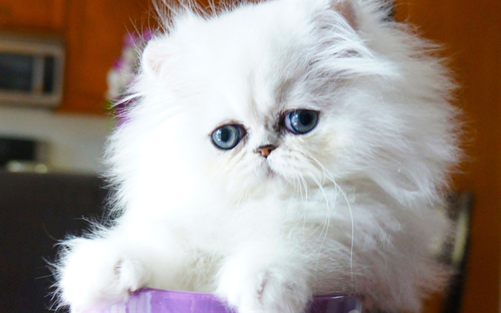 Пушистые котята породы фото и названия Download wallpapers Chinchilla Silver Persian Cat, kitten, white cat, pets, cats