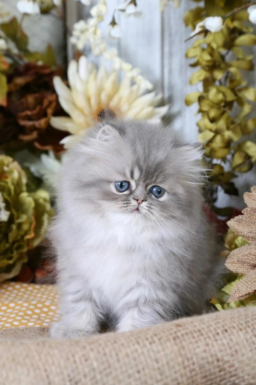 Пушистые котята породы фото и названия Blue Silver Tabby Persian Kitten For Sale Cute cats and dogs, Baby cats, Persian