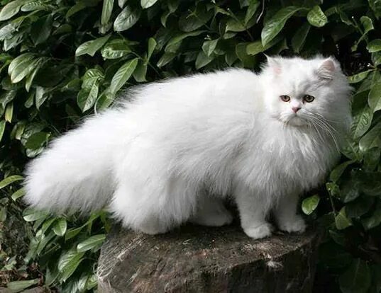 Пушистые котята породы фото и названия Picture of a persian (doll face) White persian kittens, Persian cat doll face, P