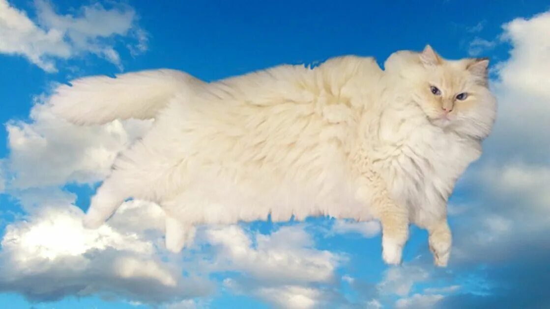 Пушистые облака фото Sky the cat is floofier than any cloud Cats, Cat and cloud, Cat love