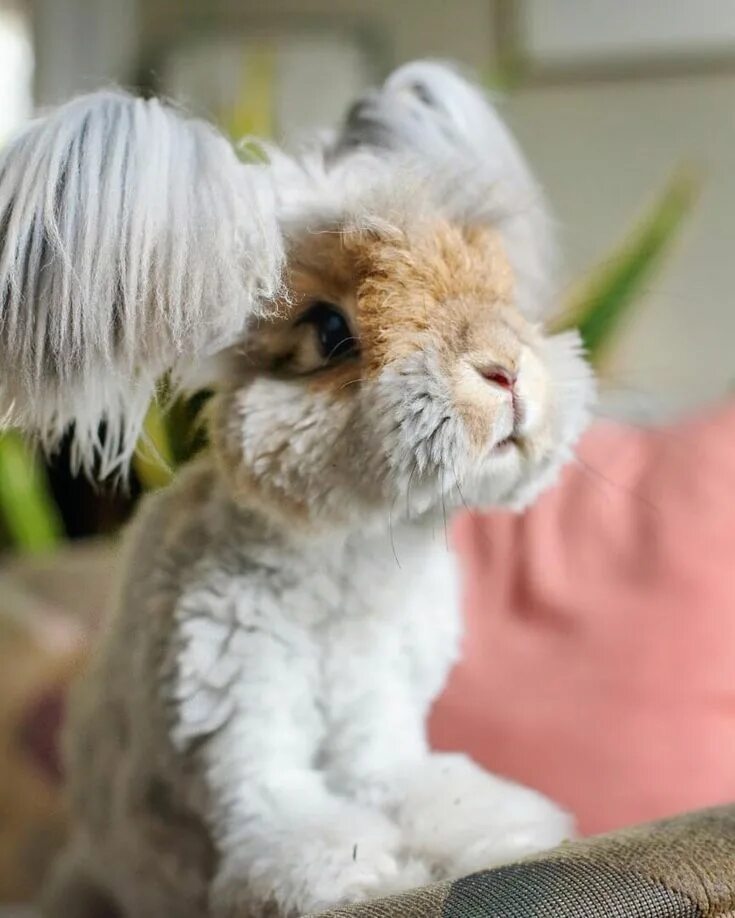 Пушистые животные фото Adorable Angora Fluffy Rabbit Look Like a Living Doll Fluffy rabbit, Angora bunn