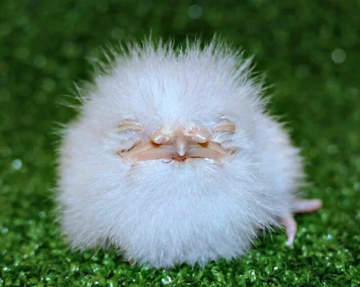 Пушистые животные фото It's Not a Cotton Ball - It's a Tawny Frogmouth Chick! Zooborns, Cute baby anima